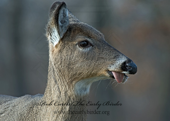 Odocoileus virginianus  WHITE-TAILED DEER 5003454 z