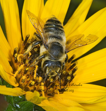 Megachile latimanus 7015140z