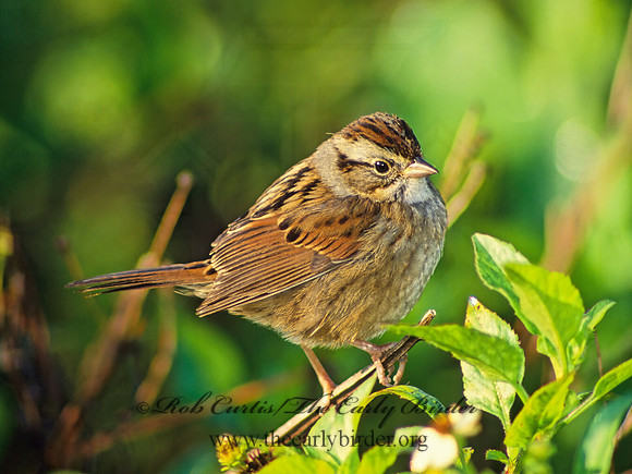 Melospiza georgiana  SWAMP SPARROW 13422z