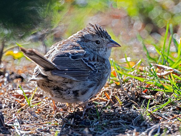 Peucaea cassinii  CASSIN'S SPARROW 3027602