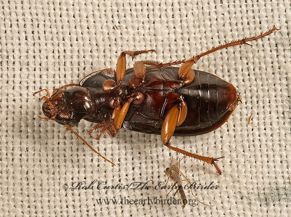 Notiobia sayi~  HARPALINI GROUND BEETLE 9051344z