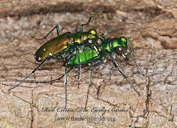 Cicindela sexguttata 8033179z