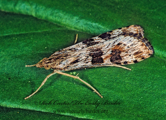 Nomophila nearctica LUCERNE MOTH