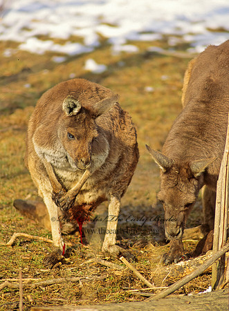 Macropus rufus  RED KANGAROO 118907z