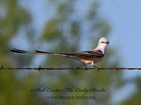Tyrannus forficatus  SCISSOR-TAILED FLYCATCHER 3033984z