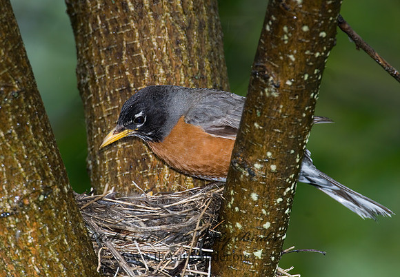 Turdus migratorius  AMERICAN ROBIN 6005178z