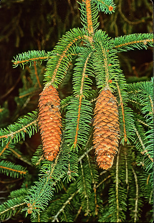 Picea abies  NORWAY SPRUCE 215025z