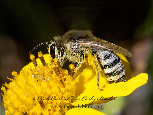 Colletes  CELLOPHANE BEE 3025008z