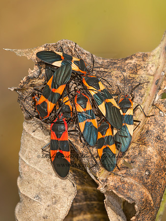 Oncopeltus fasciatus  LARGE MILKWEED BUG 3015247z