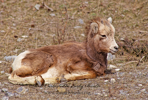 Ovis canadensis  BIGHORN SHEEP 223117z