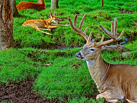 Odocoileus virginianus  WHITE-TAILED DEER 301526z