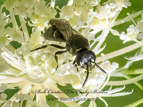Hylaeus modestus  MODEST MASKED BEE 3022963z