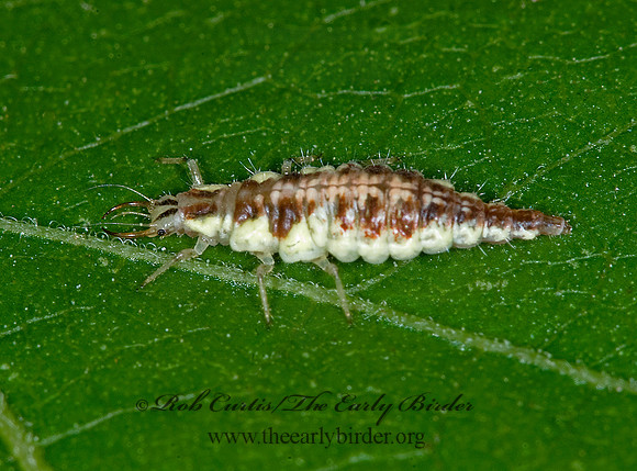 Chrysoperla  GREEN LACEWING 6007939