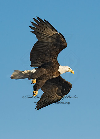 Haliaeetus leucocephalus  BALD EAGLE 8009789z