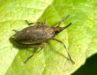 Scolops sulcipes 5000904 z