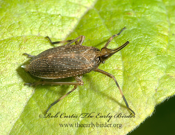 Scolops sulcipes 5000904 z