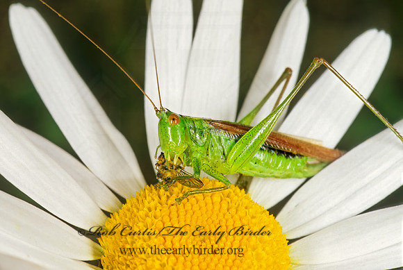 Conocephalus fasciatus fasciatus 182134z