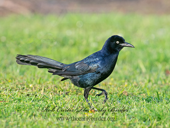 Quiscalus mexicanus  GREAT-TAILED GRACKLE 6038159z