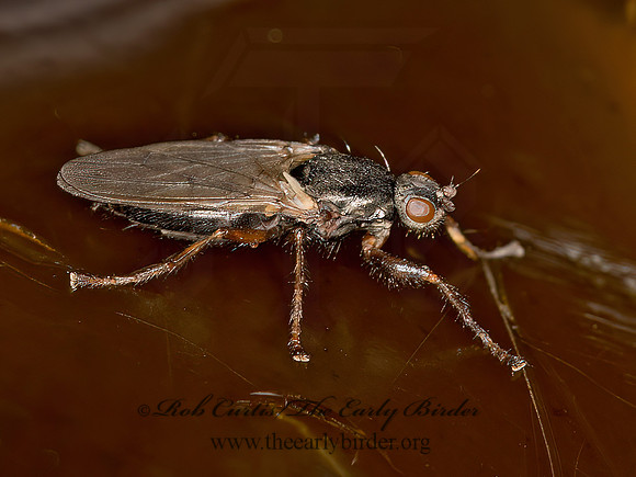 Coelopa frigida  KELP FLY 9032421z