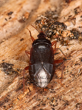 Lyctocoris  LYCTOCORID BUG 8036768z