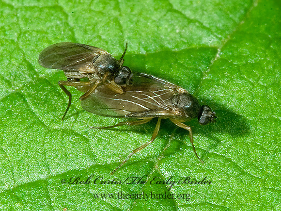 Gymnophora luteiventris  SCUTTLE FLY 4003115z