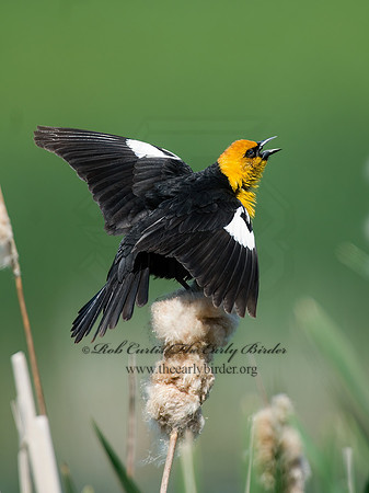 Xanthocephalus xanthocephalus  YELLOW-HEADED BLACKBIRD 6004156z