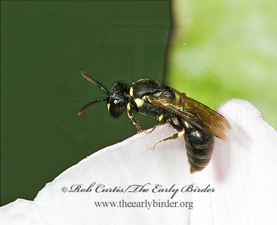 Hylaeus (Prosopis) 5015497z