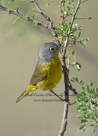 Oreothlypis ruficapilla  NASHVILLE WARBLER 9056599z