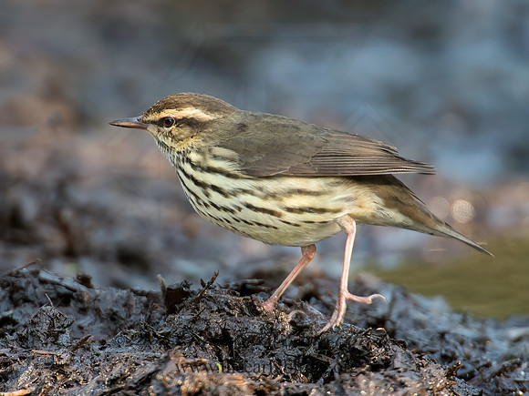 Parkesia noveboracensis  NORTHERN WATERTHRUSH 9004730z