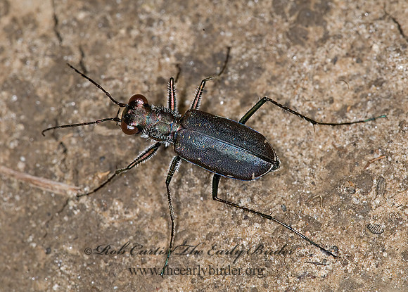 Cicindelidia punctulata 6009673z