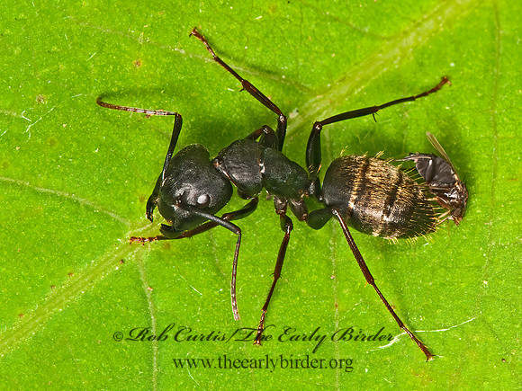 Rhyncophoromyia conica  SCUTTLE FLY 3015592z