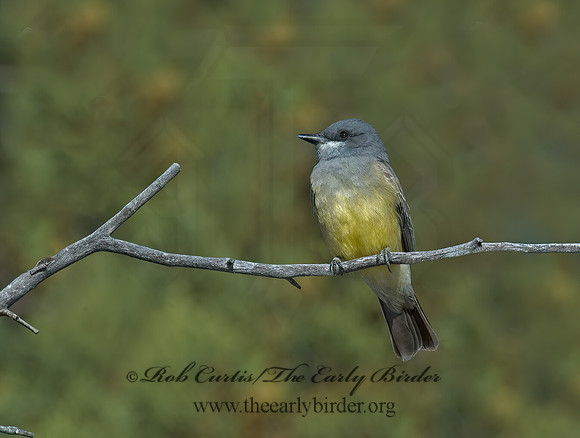 Tyrannus vociferans  CASSIN'S KINGBIRD 5006361z