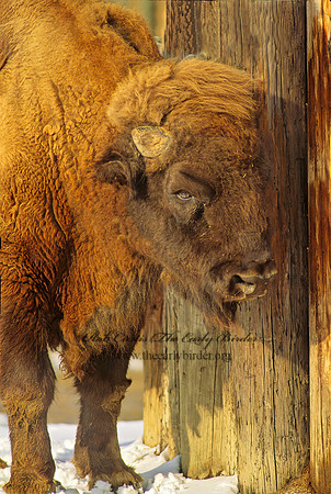 Bison bonasus  WISENT 118929 z