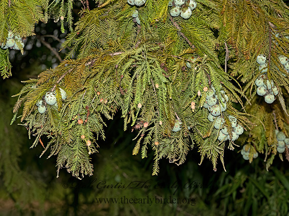 Taxodium distichum  BALD CYPRESS 3025938-z