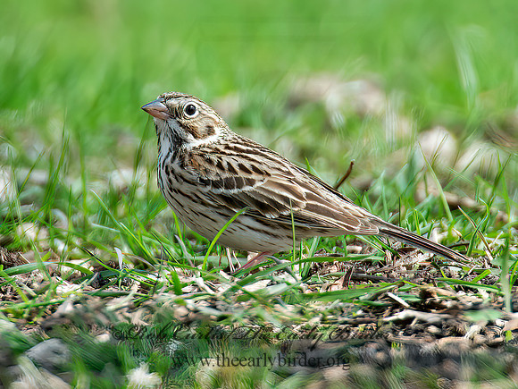 Pooecetes gramineus  VESPER SPARROW  9010296z