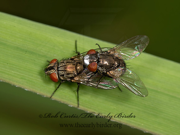 Metopia argyrocephala  SATELLITE FLY 9047539z