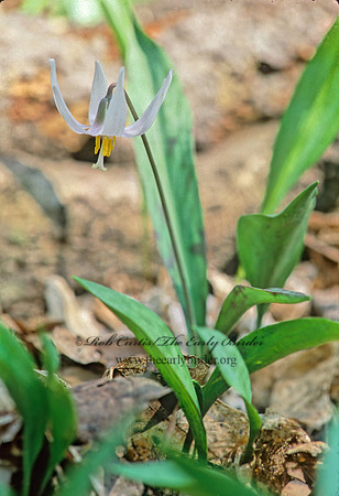 Erythronium albidium  WHITE TROUT LILY 264826z