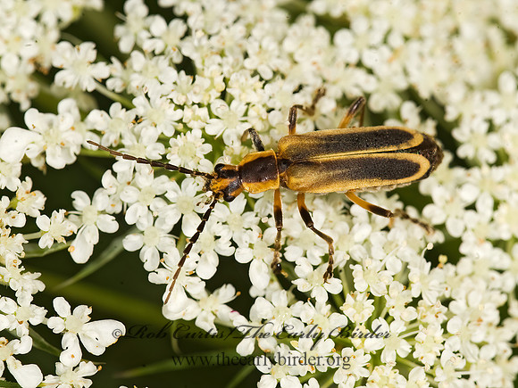 Chauliognathus marginatus 8015925z