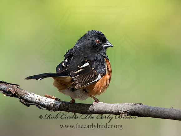 Pipilo erythrophthalmus  EASTERN TOWHEE 9037441z