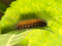 Estigmene acrea  SALT MARSH MOTH 9042056z