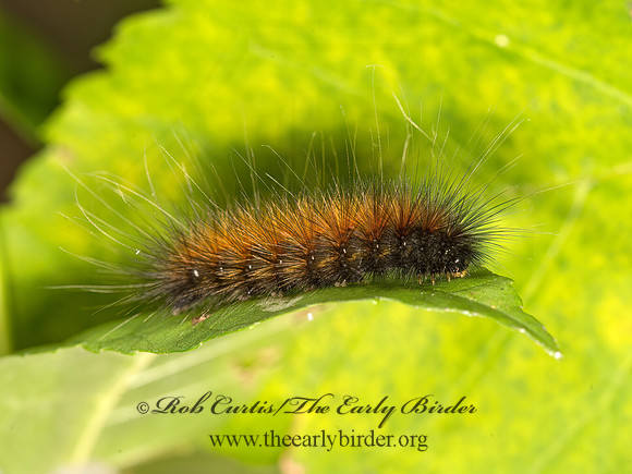 Estigmene acrea  SALT MARSH MOTH 9042056z