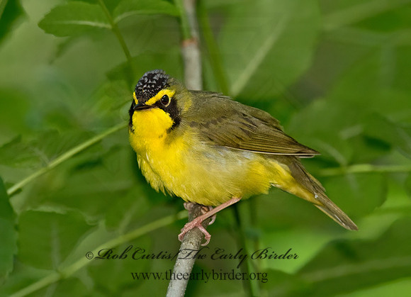 Geothlypis formosa  KENTUCKY WARBLER 9023219 z