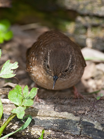Troglodytes hiemalis  WINTER WREN 8033912z