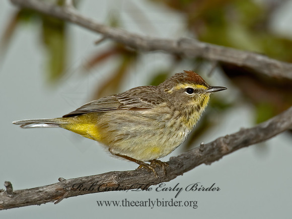 Setophaga palmarum  PALM WARBLER 5006564z