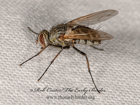 Dexiini  TACHINID FLY 3023670z