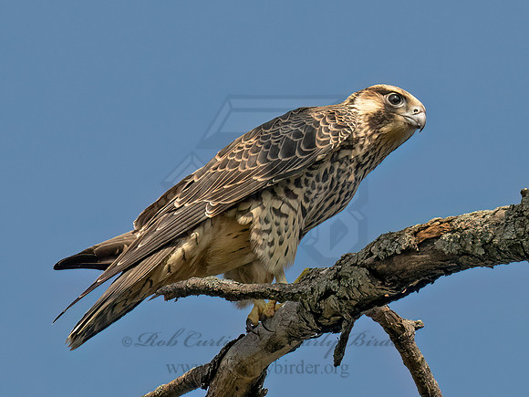 Falco peregrinus PEREGRINE FALCON 9090584z