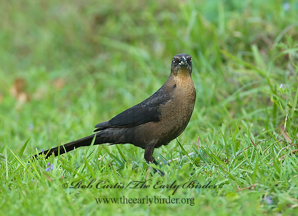 Quiscalus mexicanus  GREAT-TAILED GRACKLE 7002276z