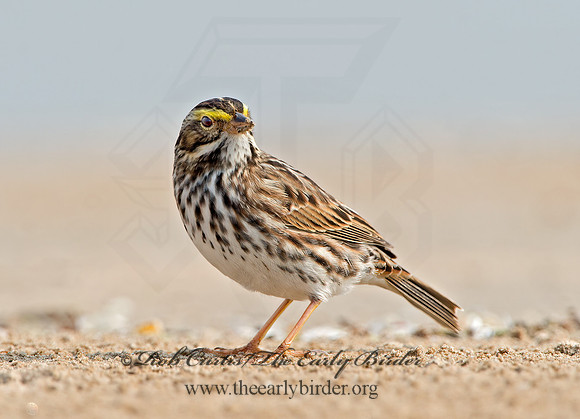 Passerculus sandwichensis  SAVANNAH SPARROW 9029309z