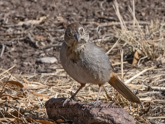Melozone fuscus  CANYON TOWHEE 3037228z