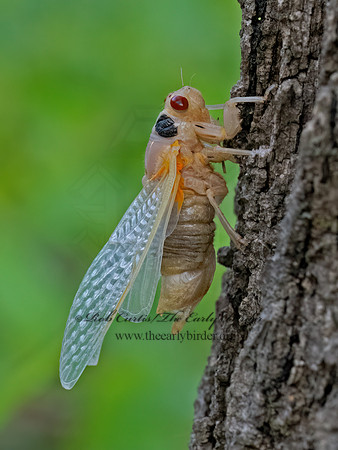 Magicicada cassinii CASSINI'S PERIODICAL CICADA 9088093 z